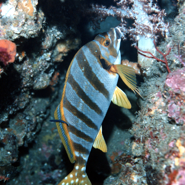 Goniistius zonatus